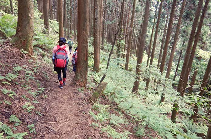 那岐山　ヒノキ林