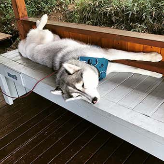 Facebook/Yatsugatake J&N　看板犬