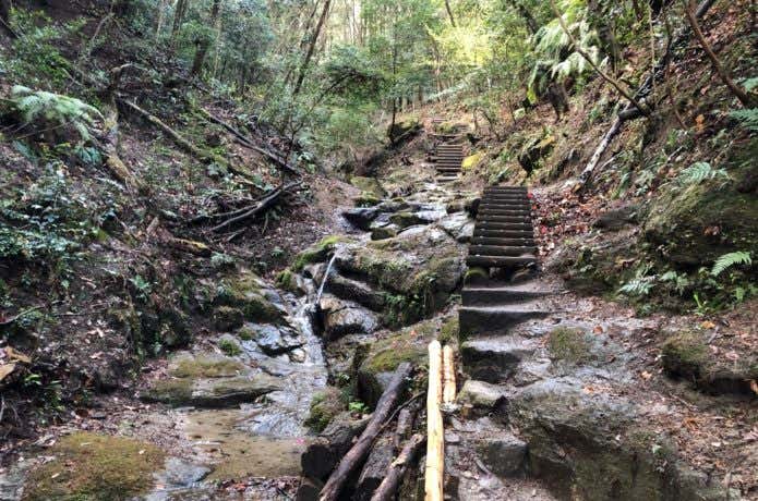 木の階段が整備された登山道