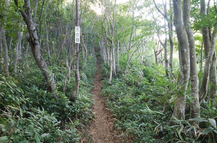 登山道
