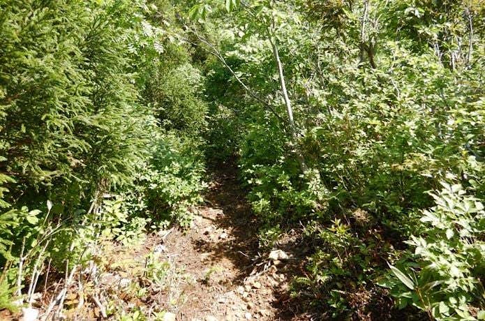 登山道