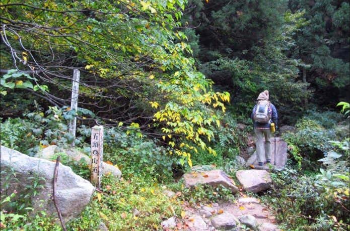 登山道 橋