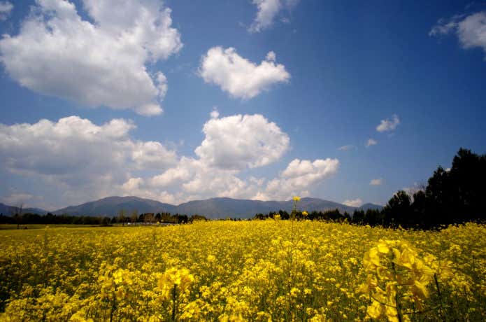 那岐山　花畑