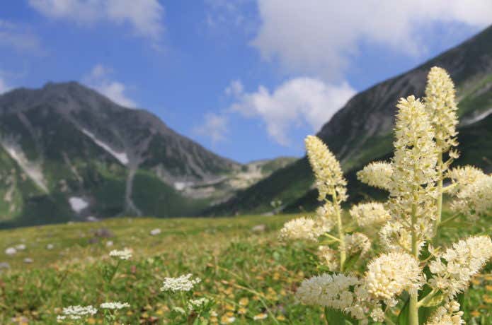 コバイケイソウのお花畑