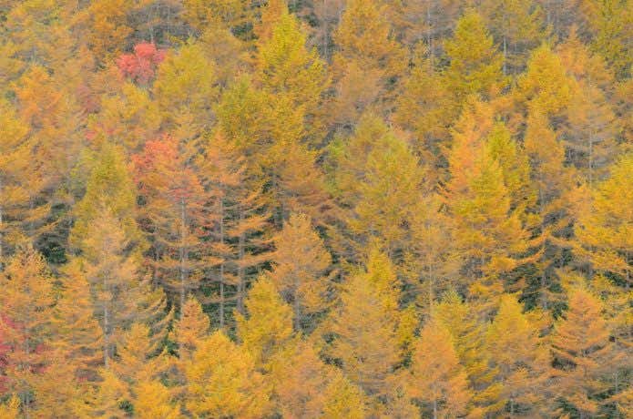 紅葉する樹々