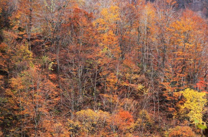 冠山の紅葉