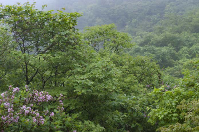 五頭山