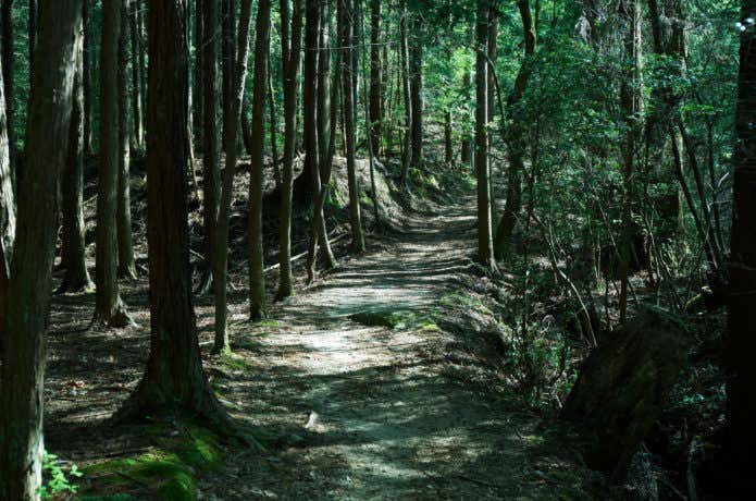 登山道
