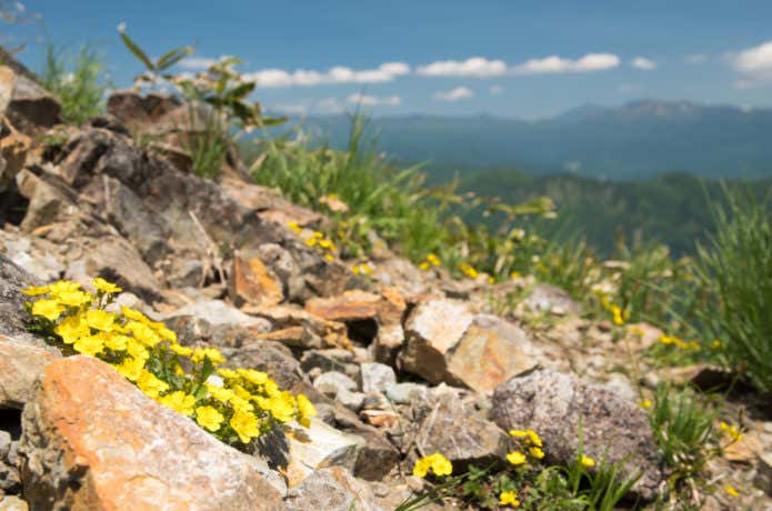 登山道の花