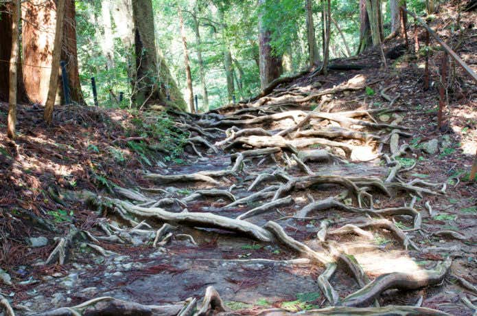 木の根道