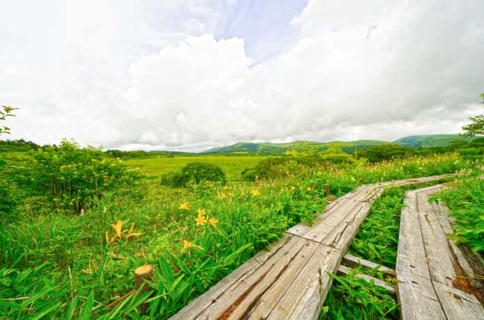 八島湿原　木道