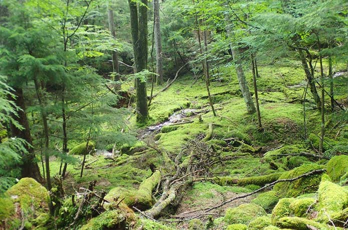 甲武信ヶ岳の苔