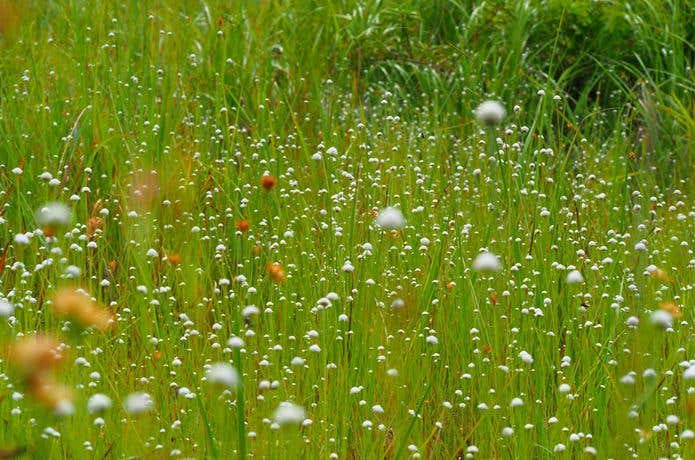 葦毛湿原のお花畑
