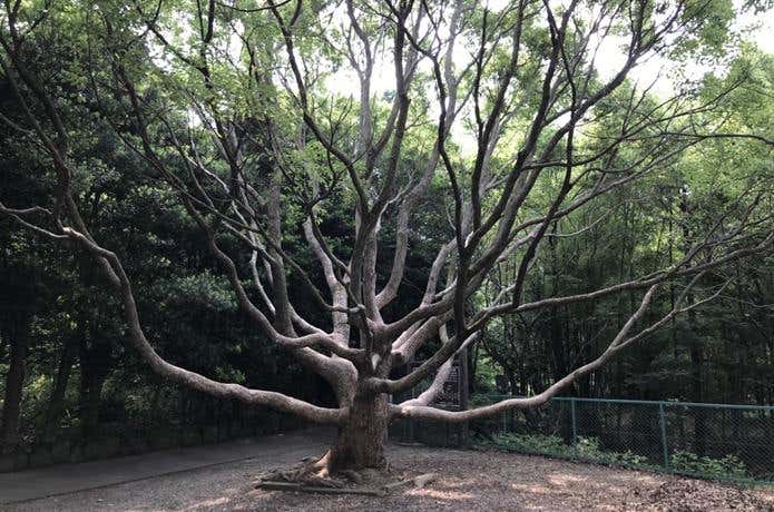 憩いの広場