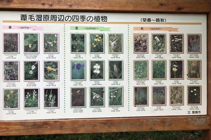 季節の花紹介
