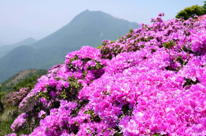 鶴見岳のミヤマキリシマ