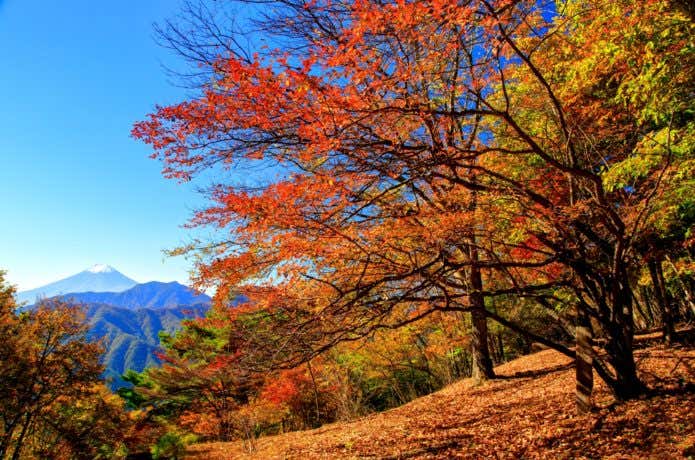 滝子山