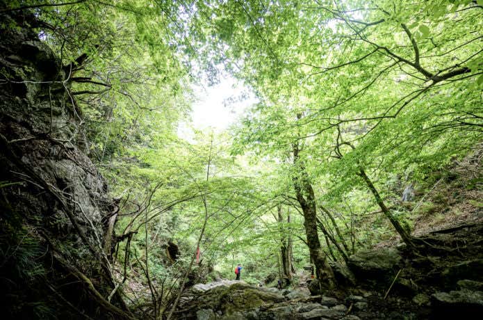 棒ノ折山