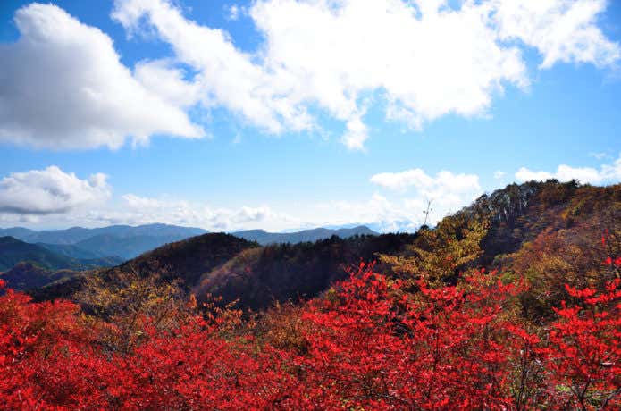 紅葉