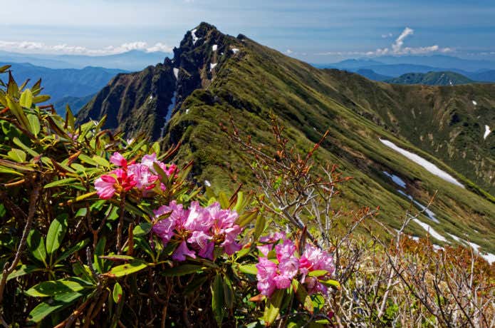 谷川岳と高山植物