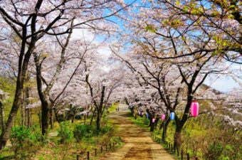 桜
