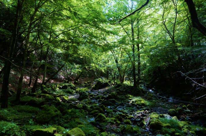 川苔山