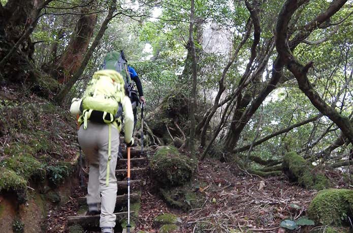 森の中を歩く