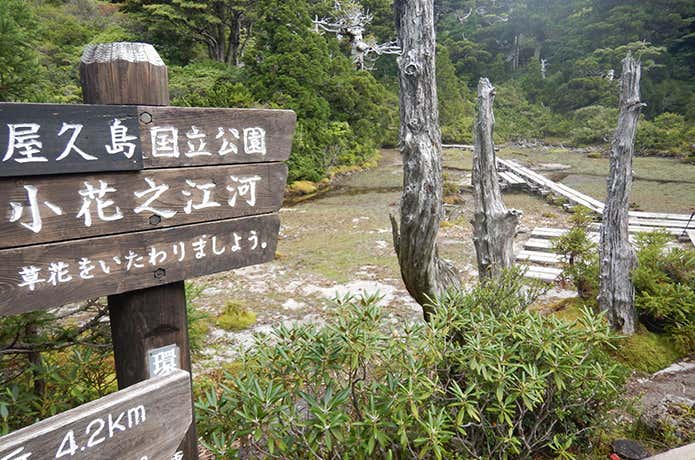小花之江河