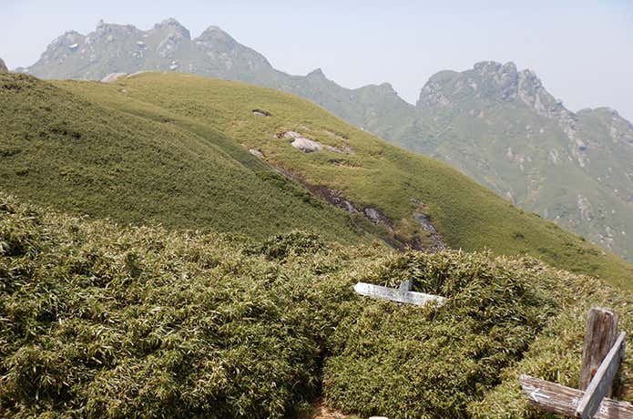 ヤクザサが生い茂る登山道