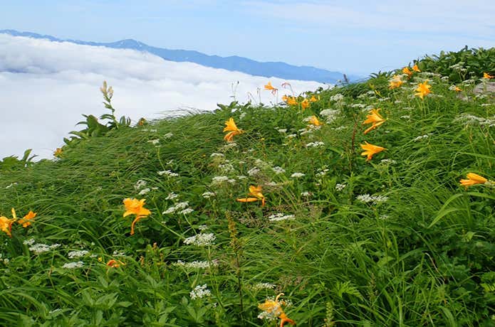 姨ヶ岳のお花畑