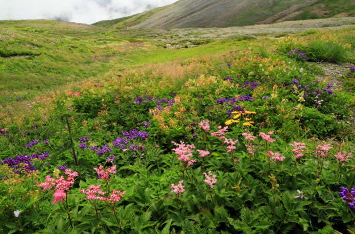 高山植物の花畑