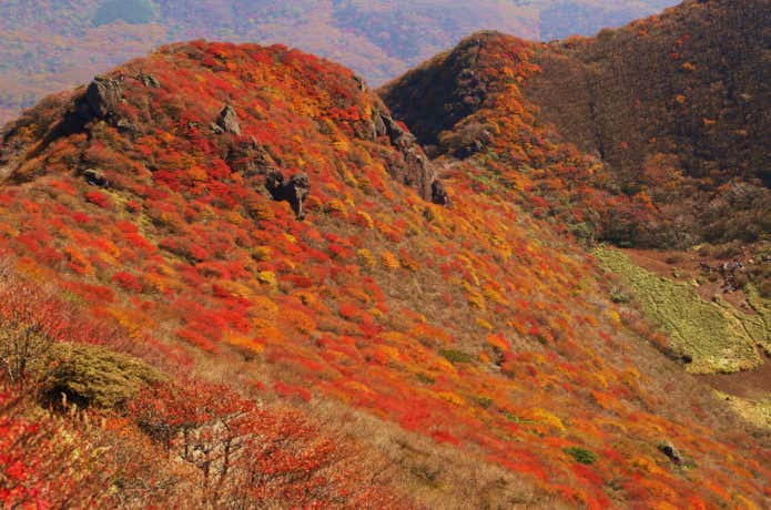 紅葉