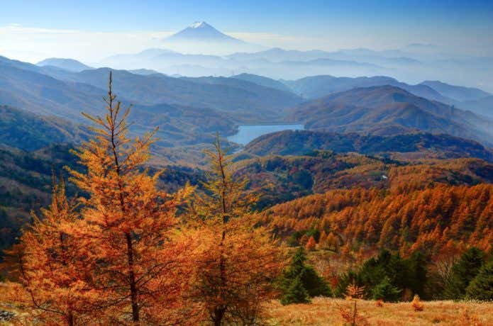 大菩薩嶺のカラマツと富士山