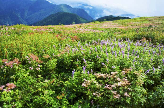 高山植物