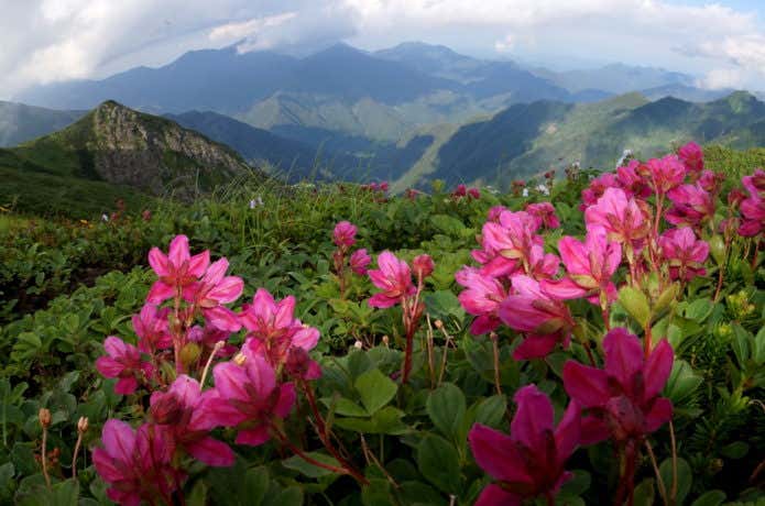 山と高山植物