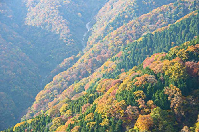 伊吹山　紅葉