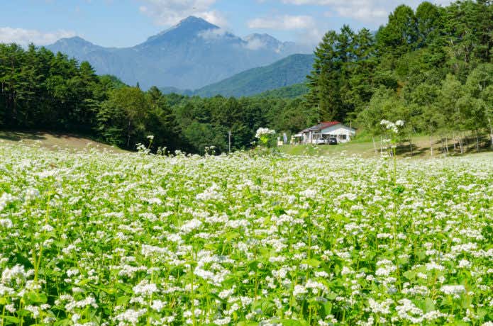 そばの花畑
