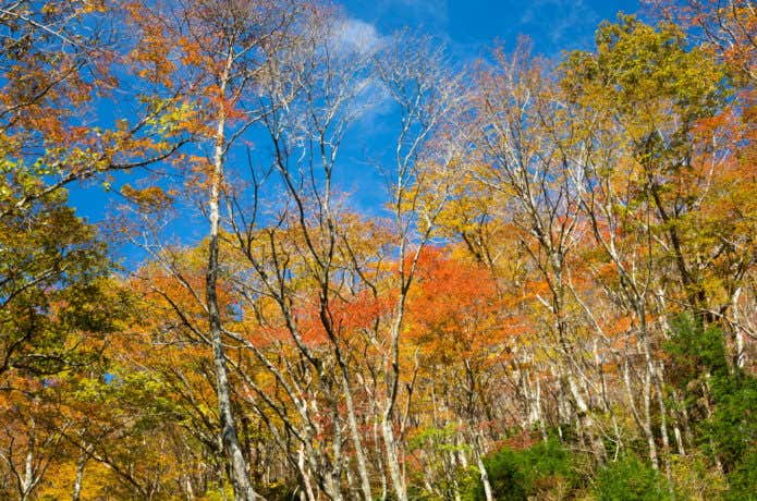 氷ノ山　紅葉