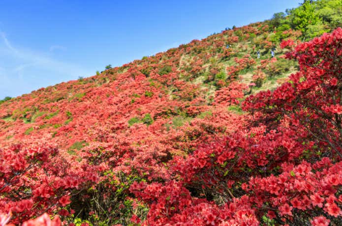 葛城高原ツツジ園
