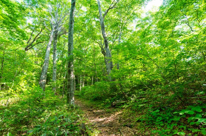 氷ノ山 ブナ林の新緑