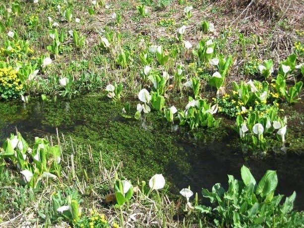 水芭蕉とリュウキンカ