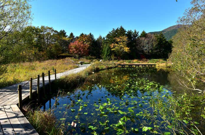 湿生花園