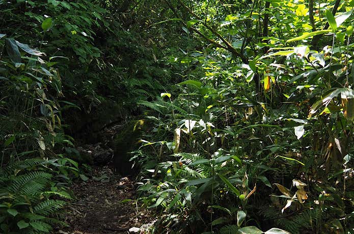 樹林帯の登山道