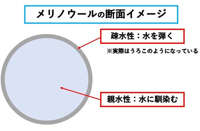 ウールの断面