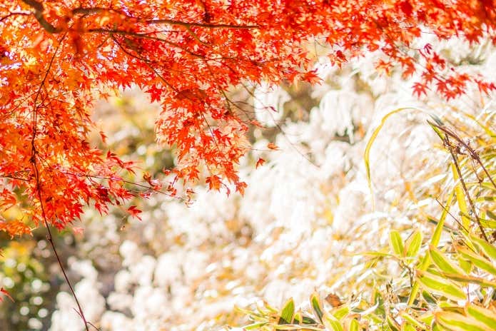 高尾山の絶景の紅葉(11月)
