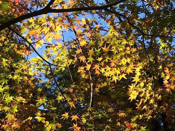 紅葉