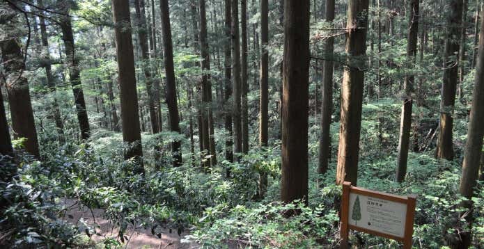 高尾山　江川スギ