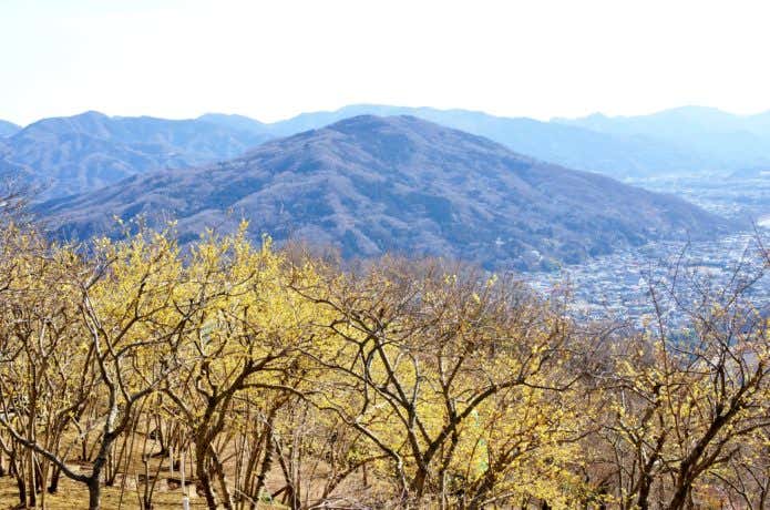 宝登山　ロウバイ園