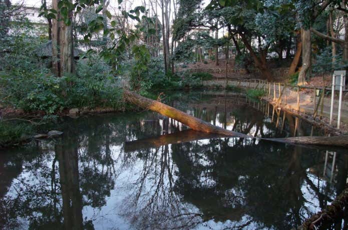 おとめ山公園湧水池