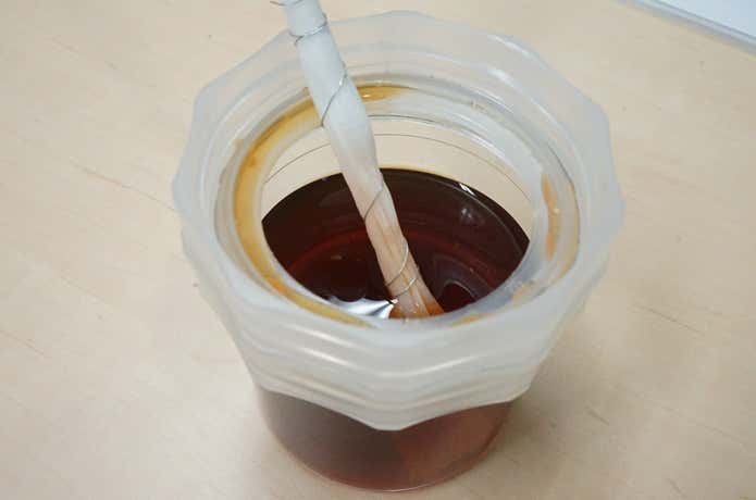 紅茶を吸い上げるようす